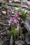 Caladenia nana subsp. unita