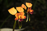 Diuris corymbosa