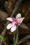 Caladenia nana subsp. unita