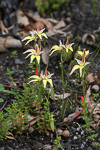 Caladenia flava subsp. sylvestris