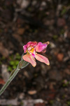 Caladenia flava x nana