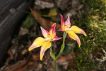 Caladenia flava x nana