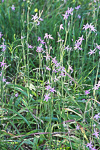 Caladenia latifolia