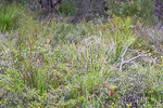 Thelymitra magnifica