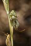 Pterostylis picta