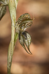 Pterostylis picta