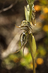 Pterostylis picta