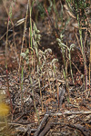 Pterostylis picta