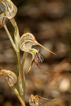 Pterostylis sp. 'exserted labellum'