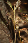 Pterostylis sp. 'exserted labellum'