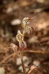 Pterostylis sp. 'exserted labellum'