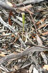Corunastylis tepperi