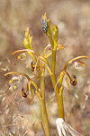 Spiculaea ciliata