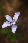 Cyanicula ashbyae