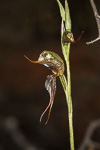 Pterostylis roensis