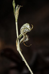 Pterostylis roensis