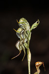 Pterostylis roensis