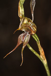 Pterostylis roensis
