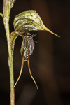 Pterostylis roensis