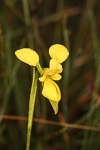 Diuris concinna