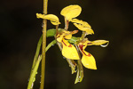 Diuris concinna