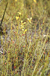 Diuris concinna