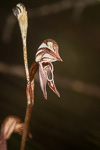 Pterostylis sp. 'Ongerup'