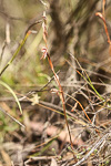 Pterostylis sp. 'Ongerup'