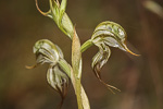 Pterostylis leptochila