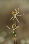 Drakonorchis barbarossa