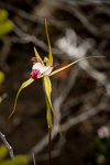 Caladenia granitora