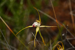 Caladenia granitora