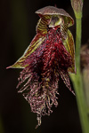 Calochilus uliginosus