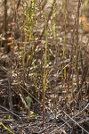 Calochilus uliginosus