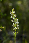 Prasophyllum odoratissimum