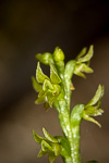 Prasophyllum calcicola