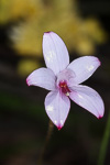 Elythranthera brunonis