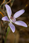 Cyanicula gertrudiae