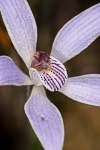 Cyanicula gertrudiae