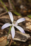 Cyanicula gertrudiae