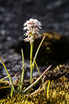 Prasophyllum cucullatum