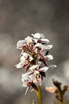 Prasophyllum cucullatum