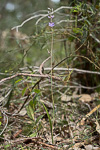 Thelymitra graminea