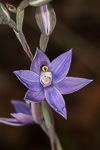 Thelymitra graminea