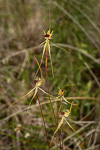 Caladenia radiata