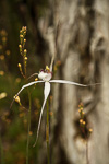 Caladenia christineae