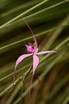 Caladenia windfieldii