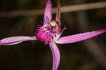 Caladenia windfieldii
