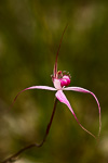 Caladenia windfieldii