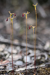 Drakaea livida